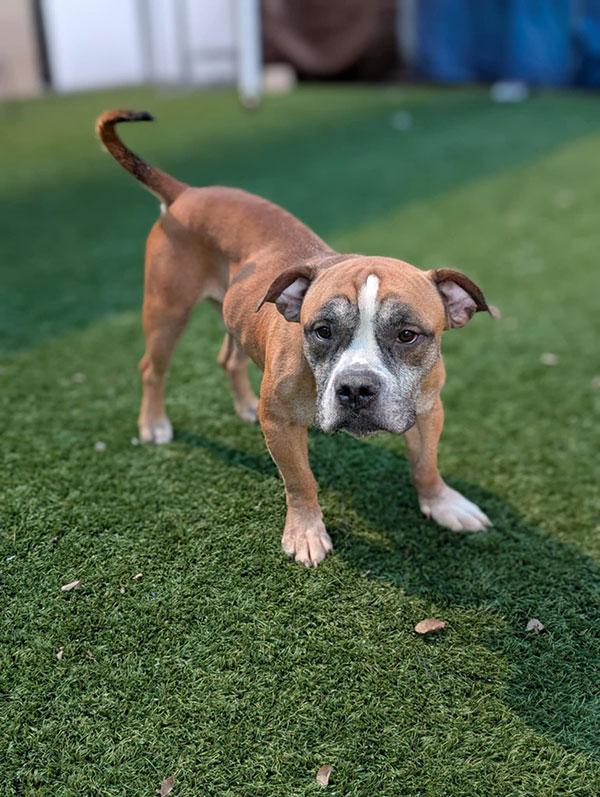 Shorty **Courtesy Post. Out of town pet. See below for details**
