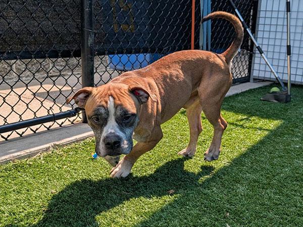 Shorty **Courtesy Post. Out of town pet. See below for details**
