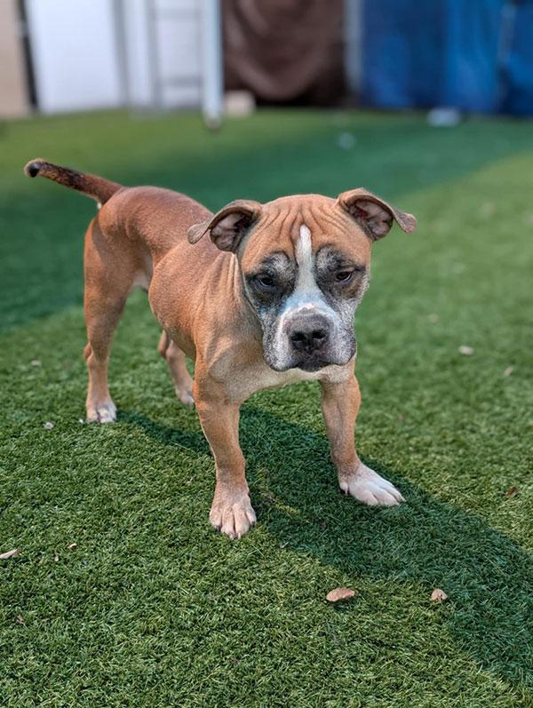 Shorty **Courtesy Post. Out of town pet. See below for details**