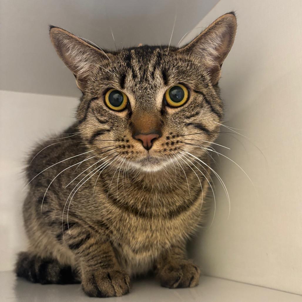 Beans, Adoptable, Adult Male Domestic Short Hair.