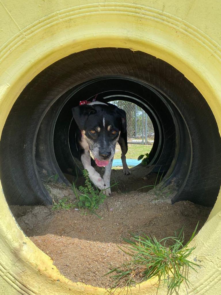 Dariella — thumbnail 3