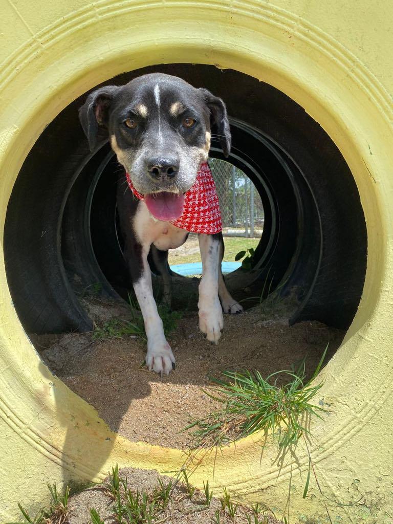 Dariella — thumbnail 5