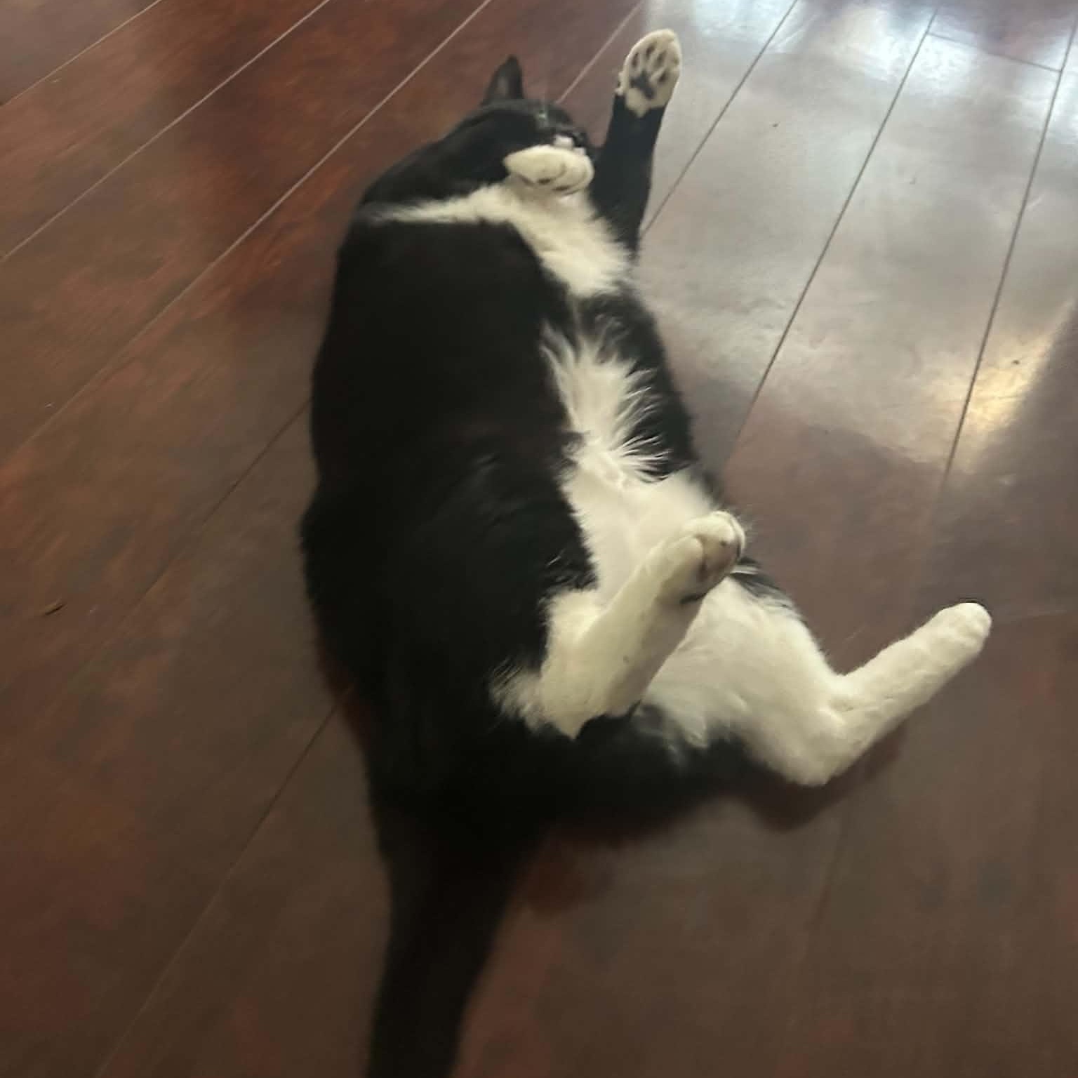 Zoe - Sweet & Social, an adopted Tuxedo in Hamilton, ON image 2/4