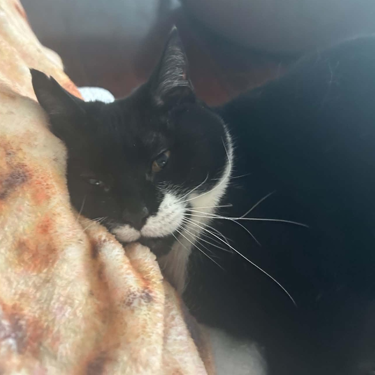 Zoe - Sweet & Social, an adopted Tuxedo in Hamilton, ON image 4/4
