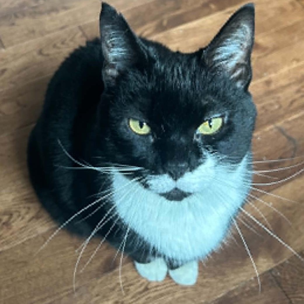 Zoe - Sweet & Social, an adopted Tuxedo in Hamilton, ON image 1/4