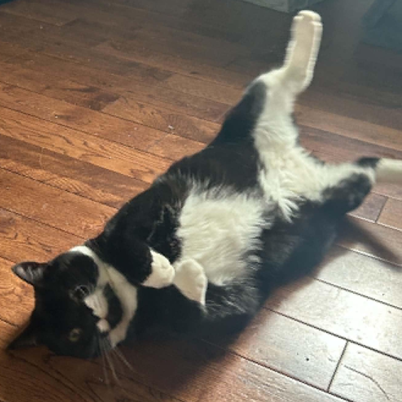 Zoe - Sweet & Social, an adopted Tuxedo in Hamilton, ON image 3/4