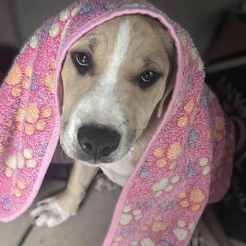 Boo, Adoptable, Puppy Male Pit Bull Terrier.