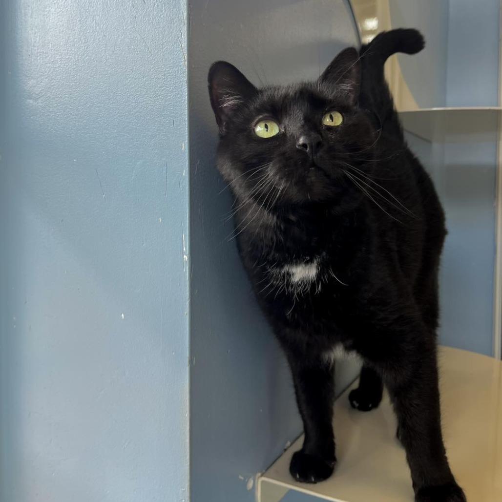 Miss Ivy — thumbnail 2