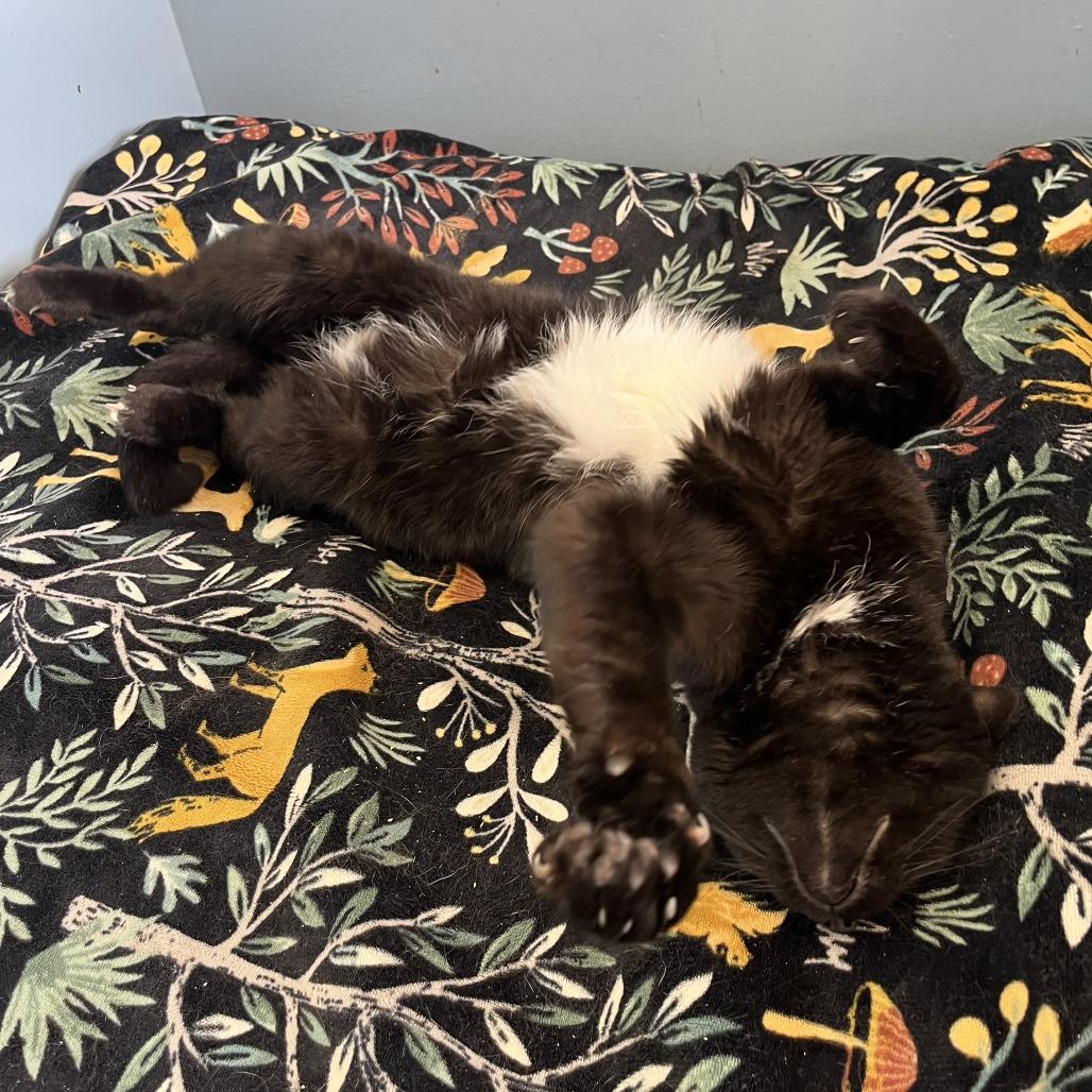 Miss Ivy — thumbnail 3