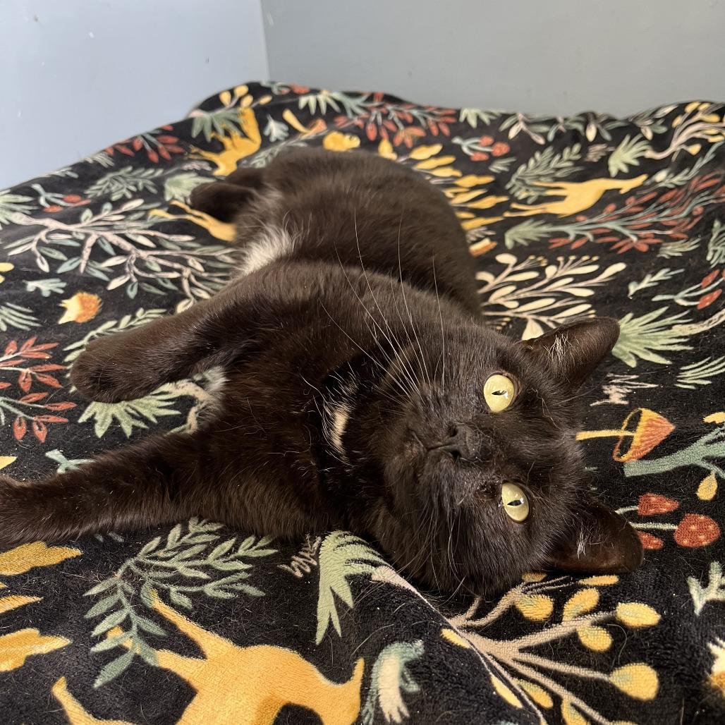 Miss Ivy — thumbnail 4