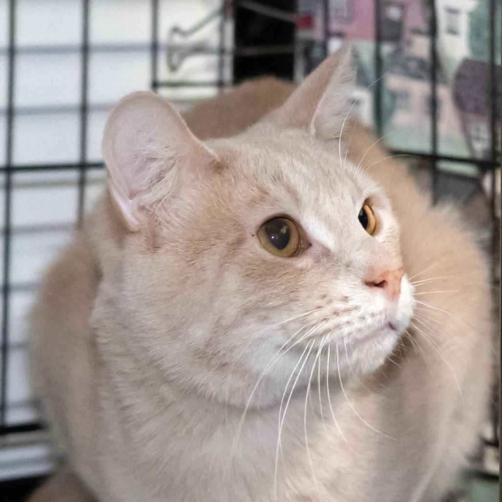 Louis, Adoptable, Adult Male Domestic Short Hair.