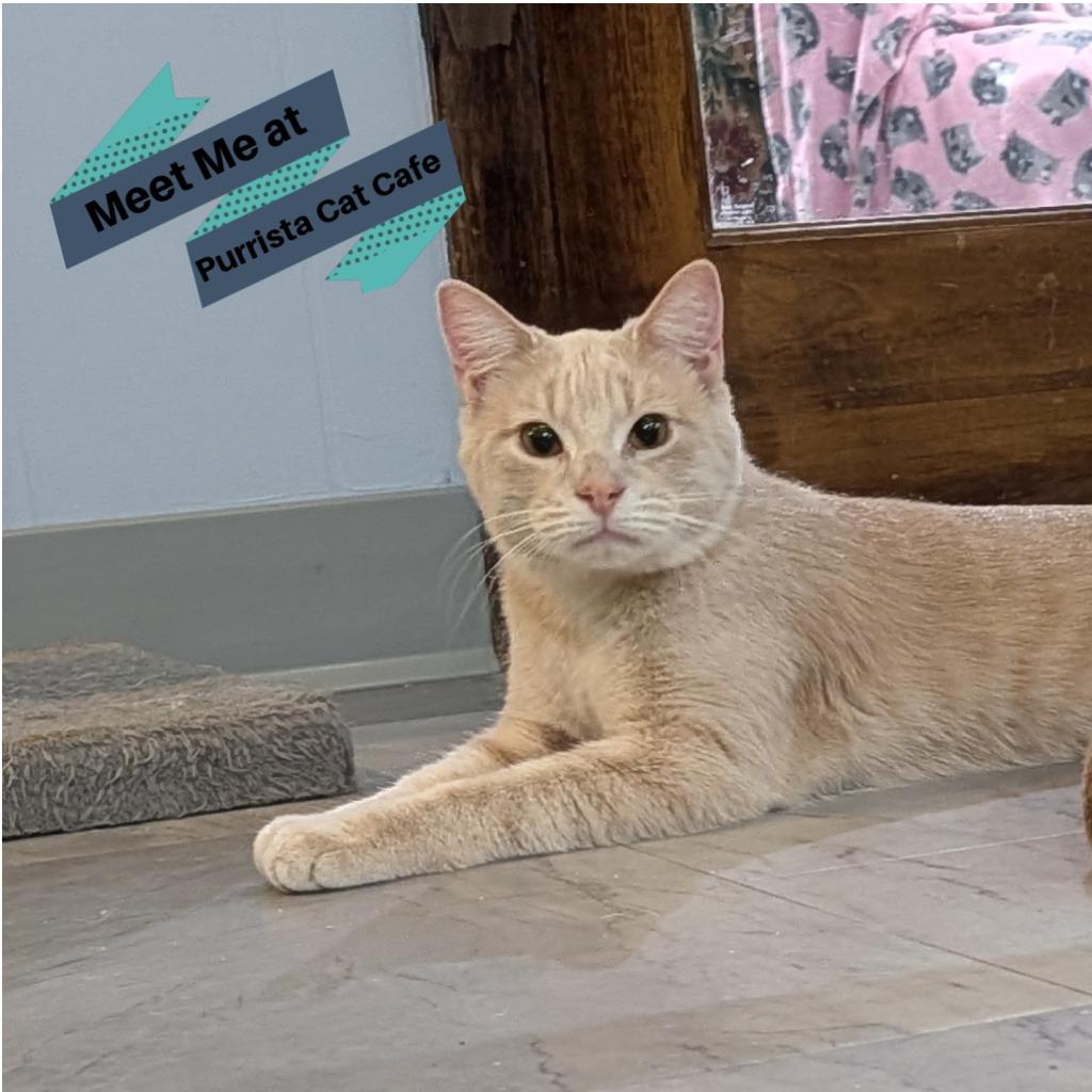 Louis, a Adoptable Domestic Short Hair in McKean, PA image 2/5