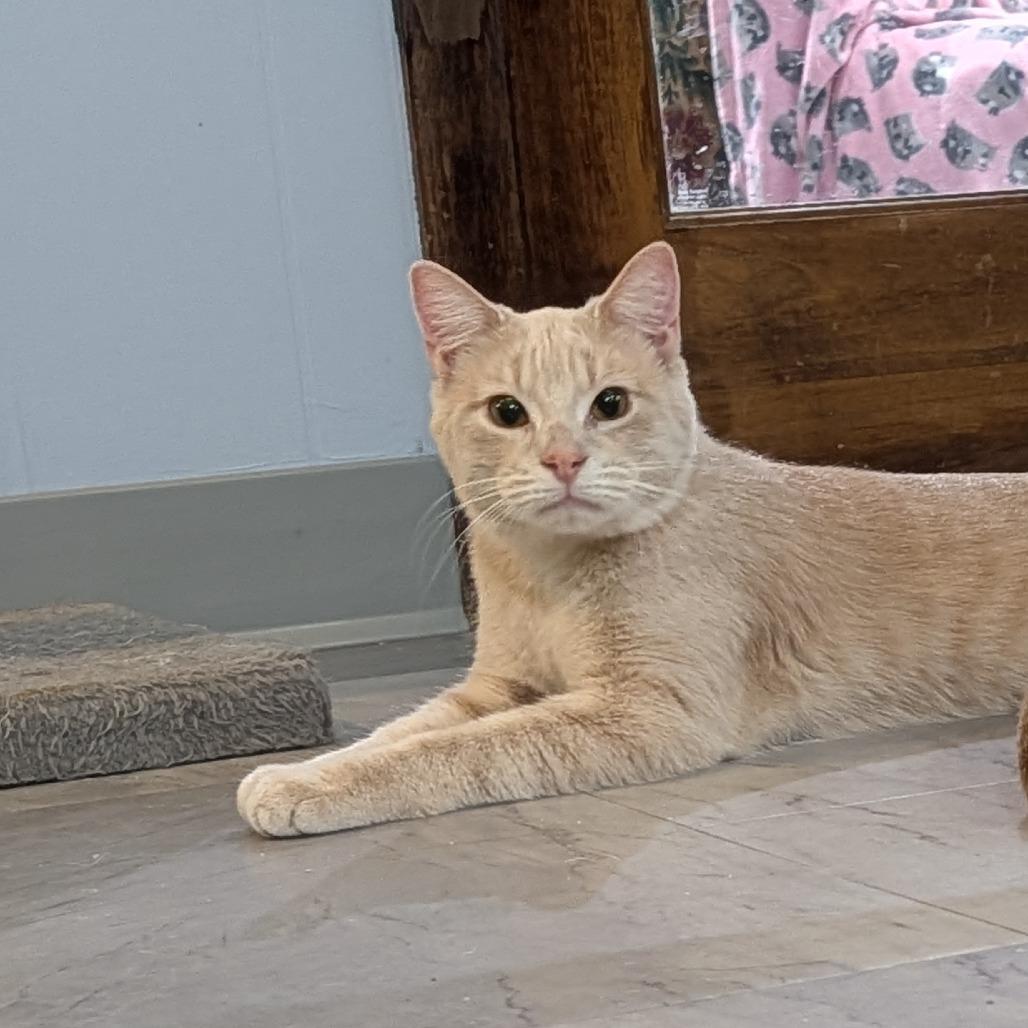 Enlarge Louis, a Adoptable Domestic Short Hair in McKean, PA image 2/4