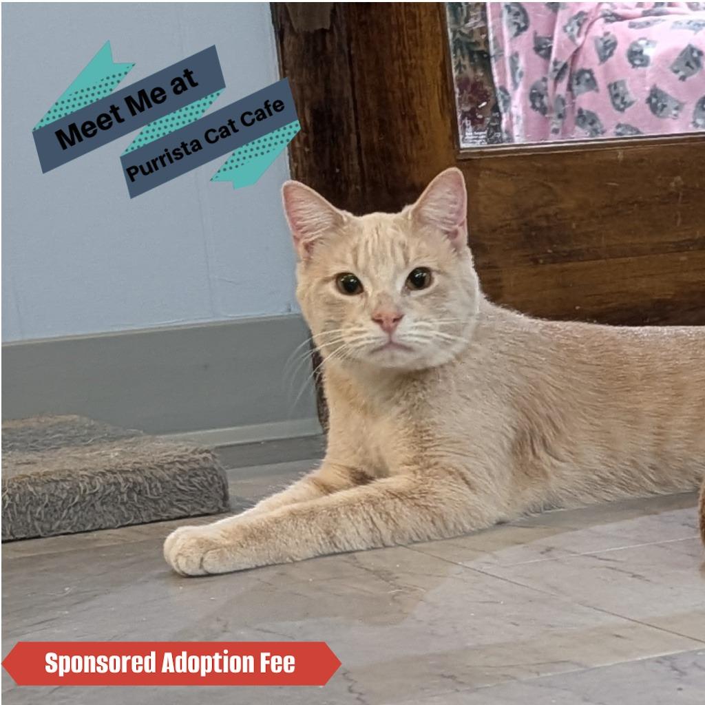 Louis, a Adoptable Domestic Short Hair in McKean, PA image 4/6