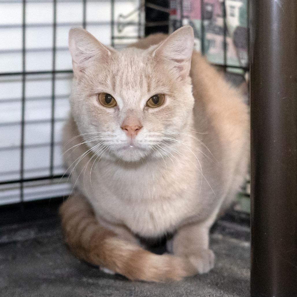 Enlarge Louis, a Adoptable Domestic Short Hair in McKean, PA image 3/4