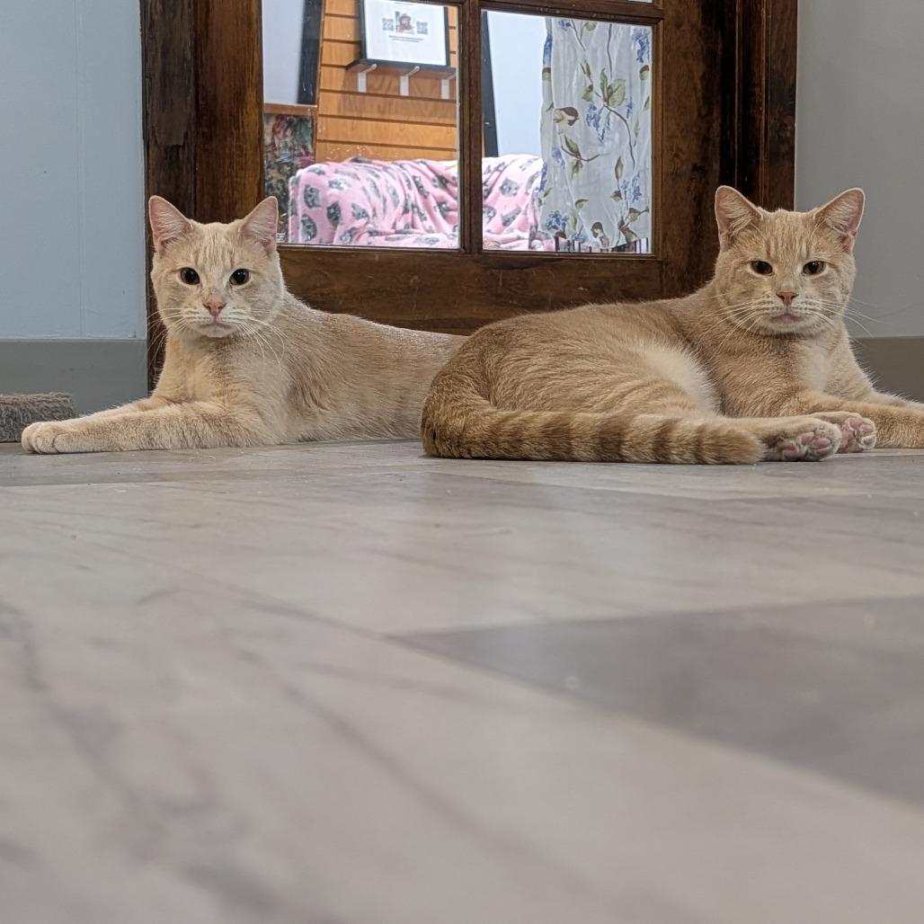 Enlarge Louis, a Adoptable Domestic Short Hair in McKean, PA image 4/4