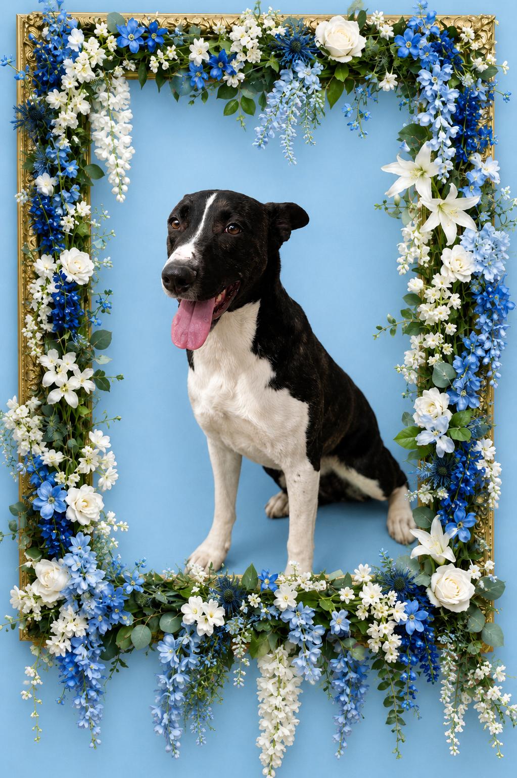 Ranger, a Adoptable mixed breed in Philadelphia , PA image 2/3