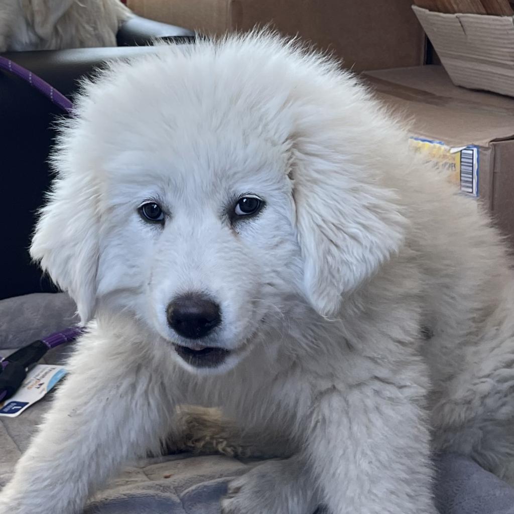 Enlarge Bachi, a Adoptable Great Pyrenees in Dallas, TX image 1/1