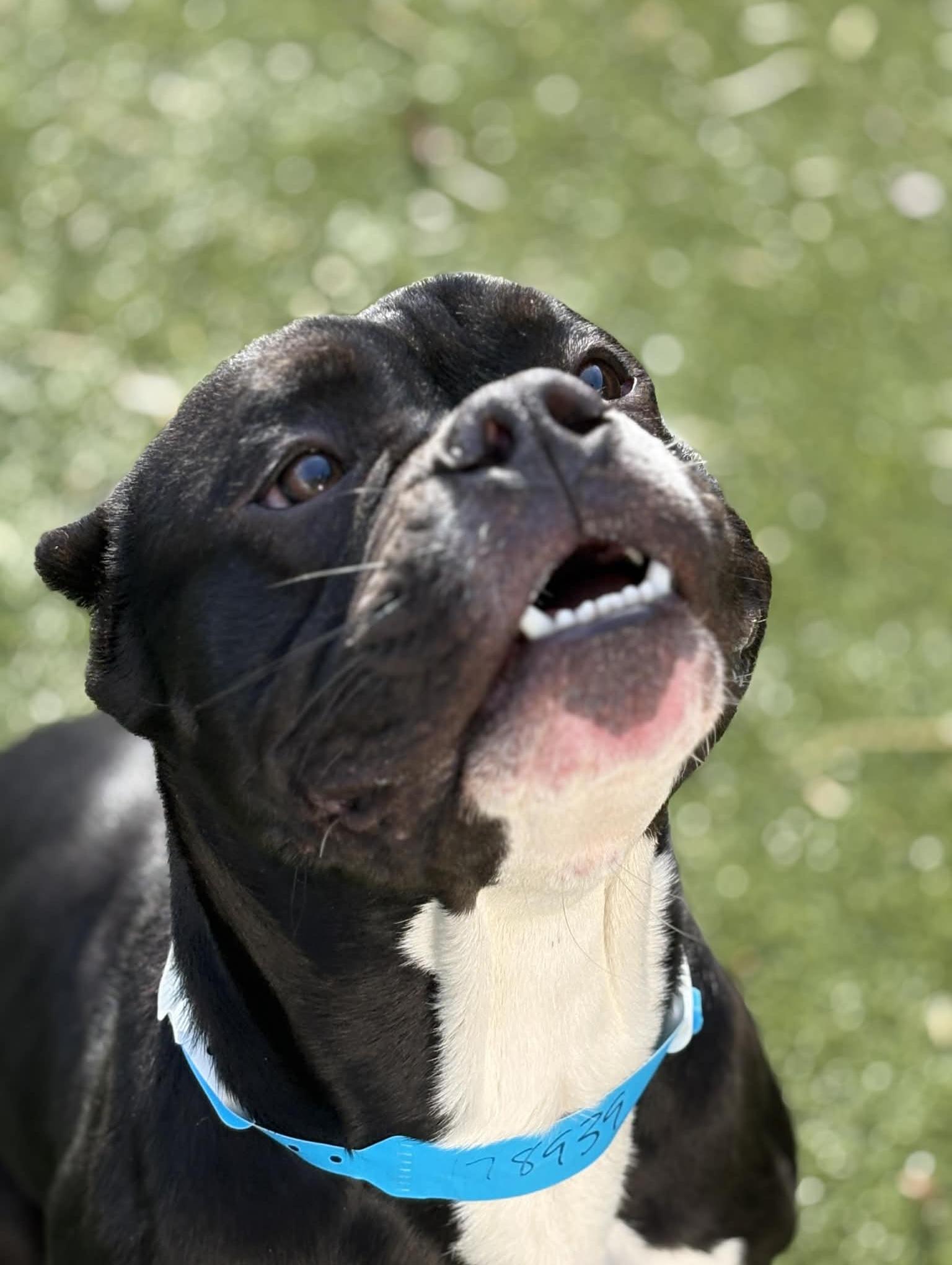 Shadow, a Adoptable mixed breed in Oxford, MI image 1/4