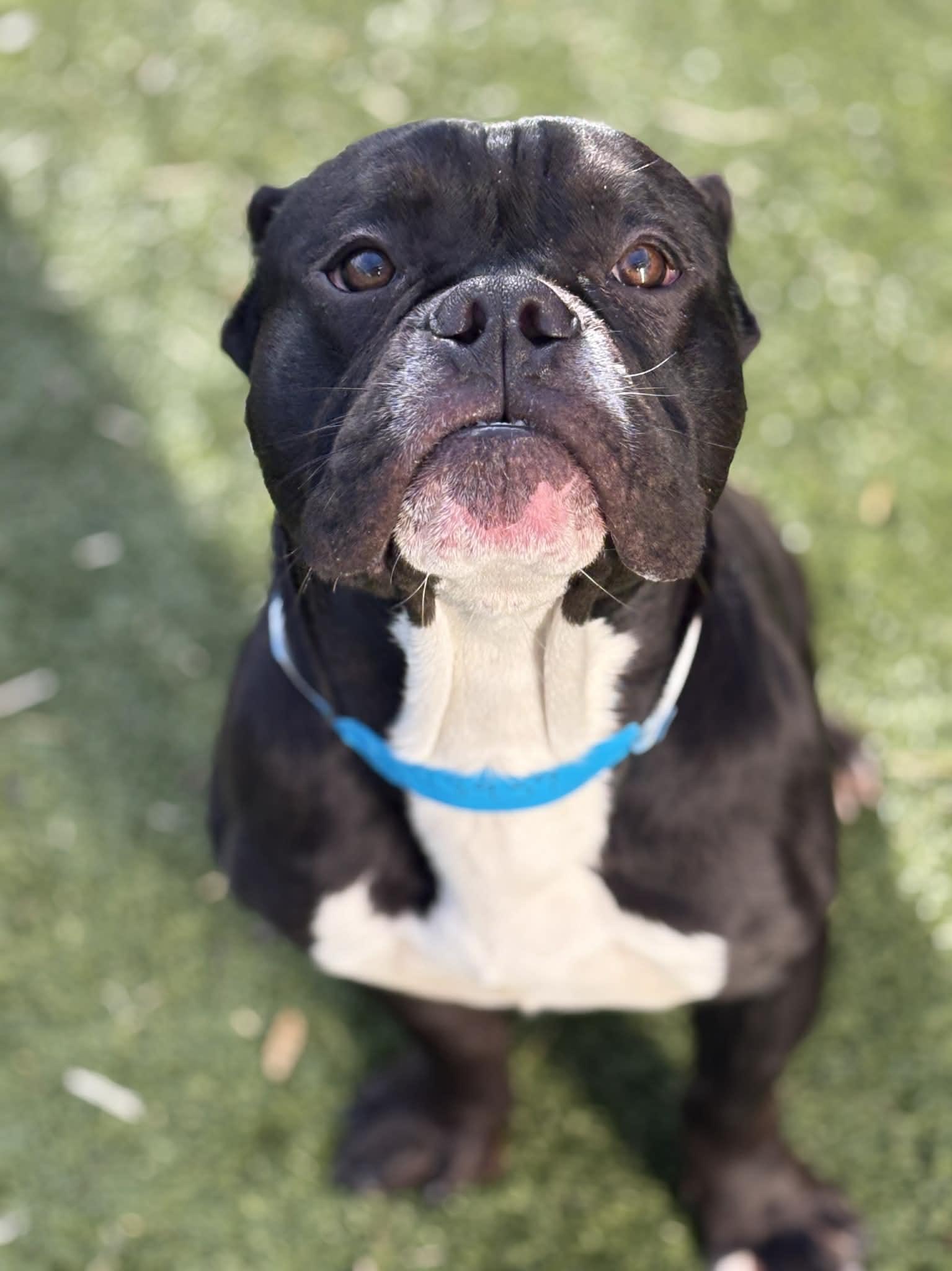 Shadow, a Adoptable mixed breed in Oxford, MI image 2/4