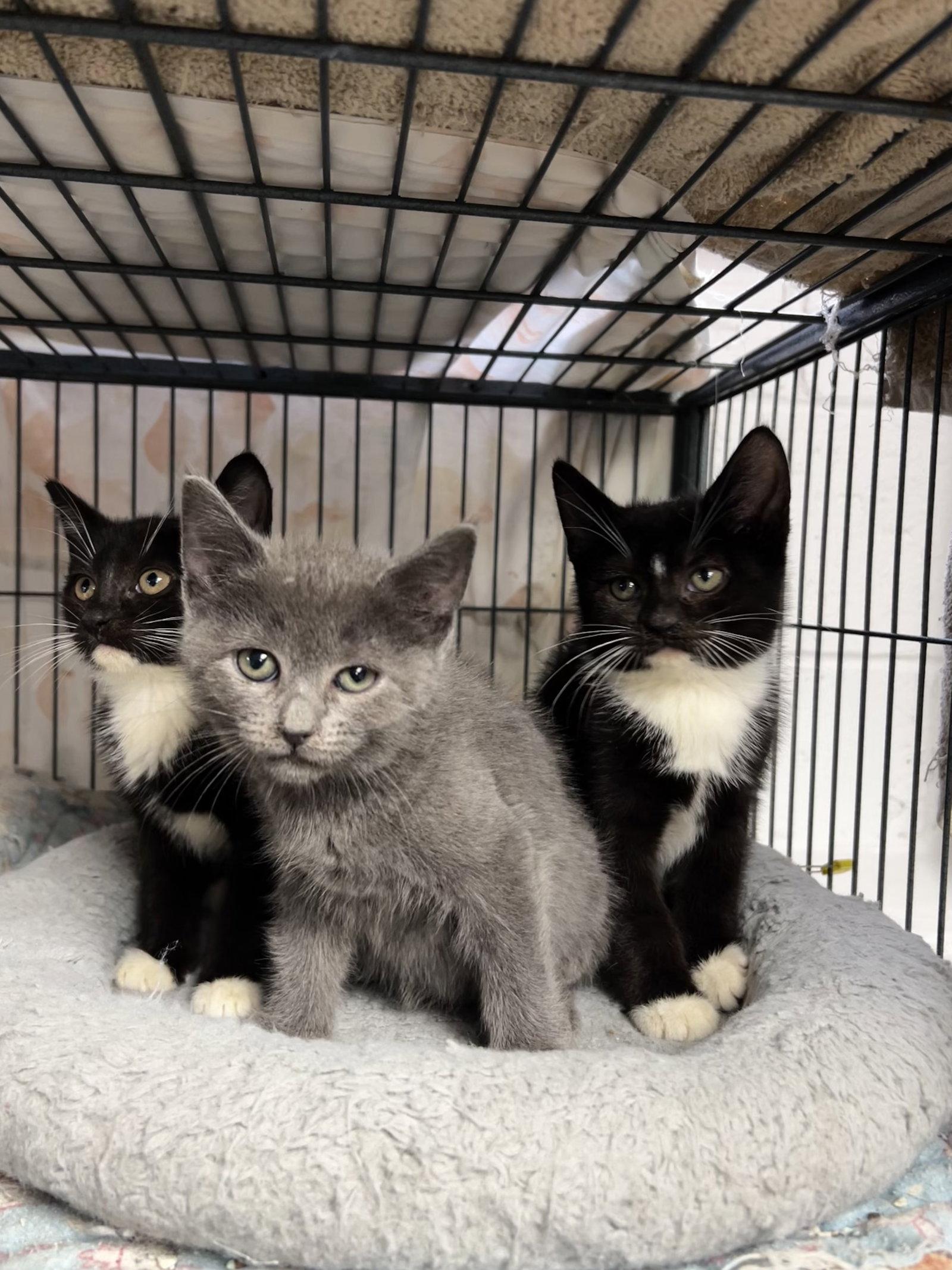 Enlarge The girls!, a Adoptable mixed breed in Ringwood, NJ image 1/2
