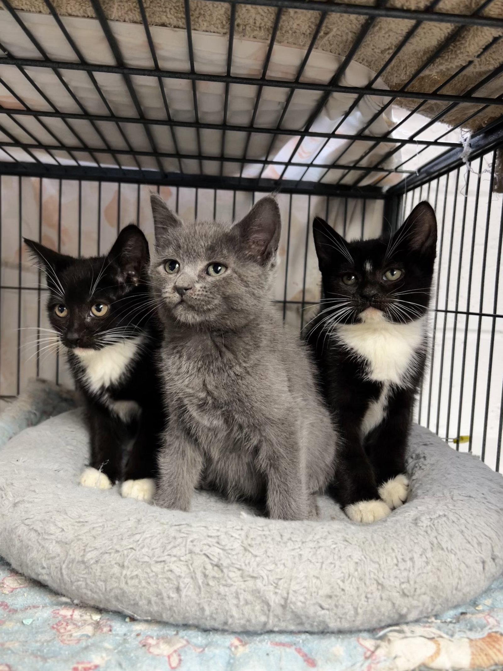 Enlarge The girls!, a Adoptable mixed breed in Ringwood, NJ image 2/2