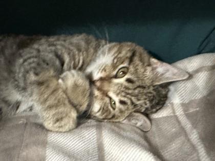 Ponyo, Adoptable, Kitten Male Domestic Short Hair & Domestic Short Hair.