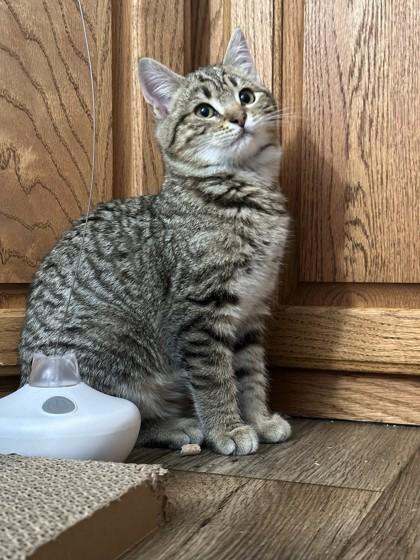 Ponyo, a Adoptable mixed breed in Pleasanton, CA image 2/3