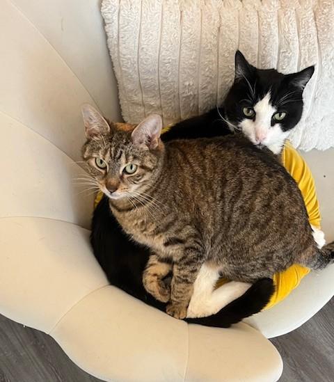 Zeus And Skye, Adoptable, Adult Male Domestic Short Hair.