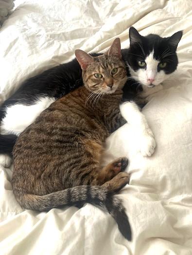 Enlarge Zeus and Skye, a ADOPTABLE Domestic Short Hair in New York, NY image 1/5