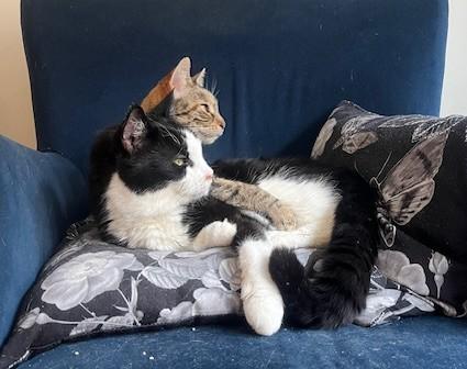 Enlarge Zeus and Skye, a ADOPTABLE Domestic Short Hair in New York, NY image 3/5