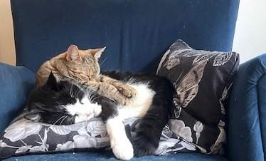 Enlarge Zeus And Skye, a Adoptable Domestic Short Hair in New York, NY image 2/3