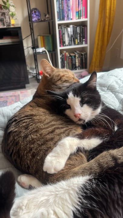 Enlarge Zeus and Skye, a ADOPTABLE Domestic Short Hair in New York, NY video 5/5