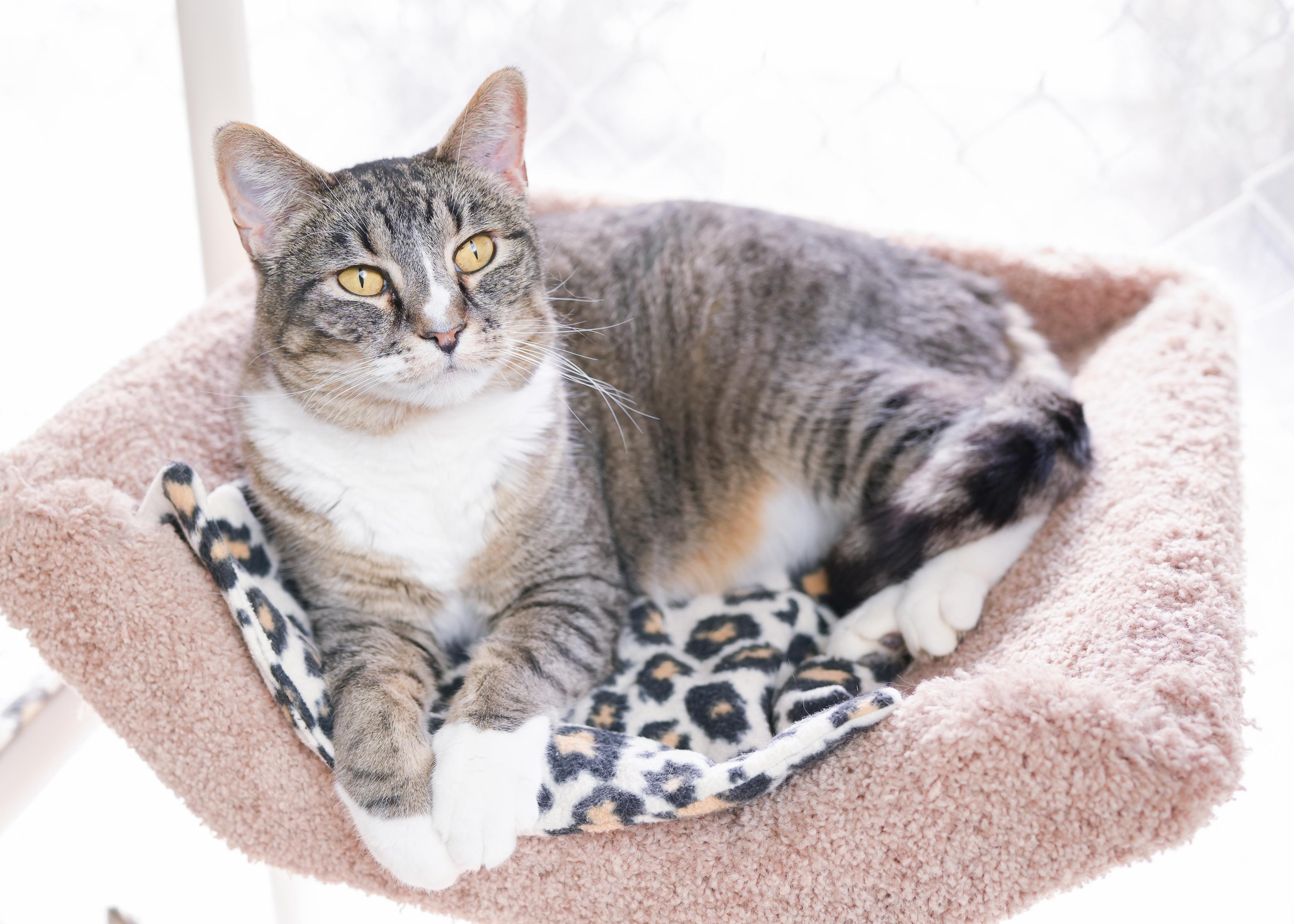 Enlarge Maynard, a ADOPTABLE Domestic Short Hair in Boise, ID image 3/3