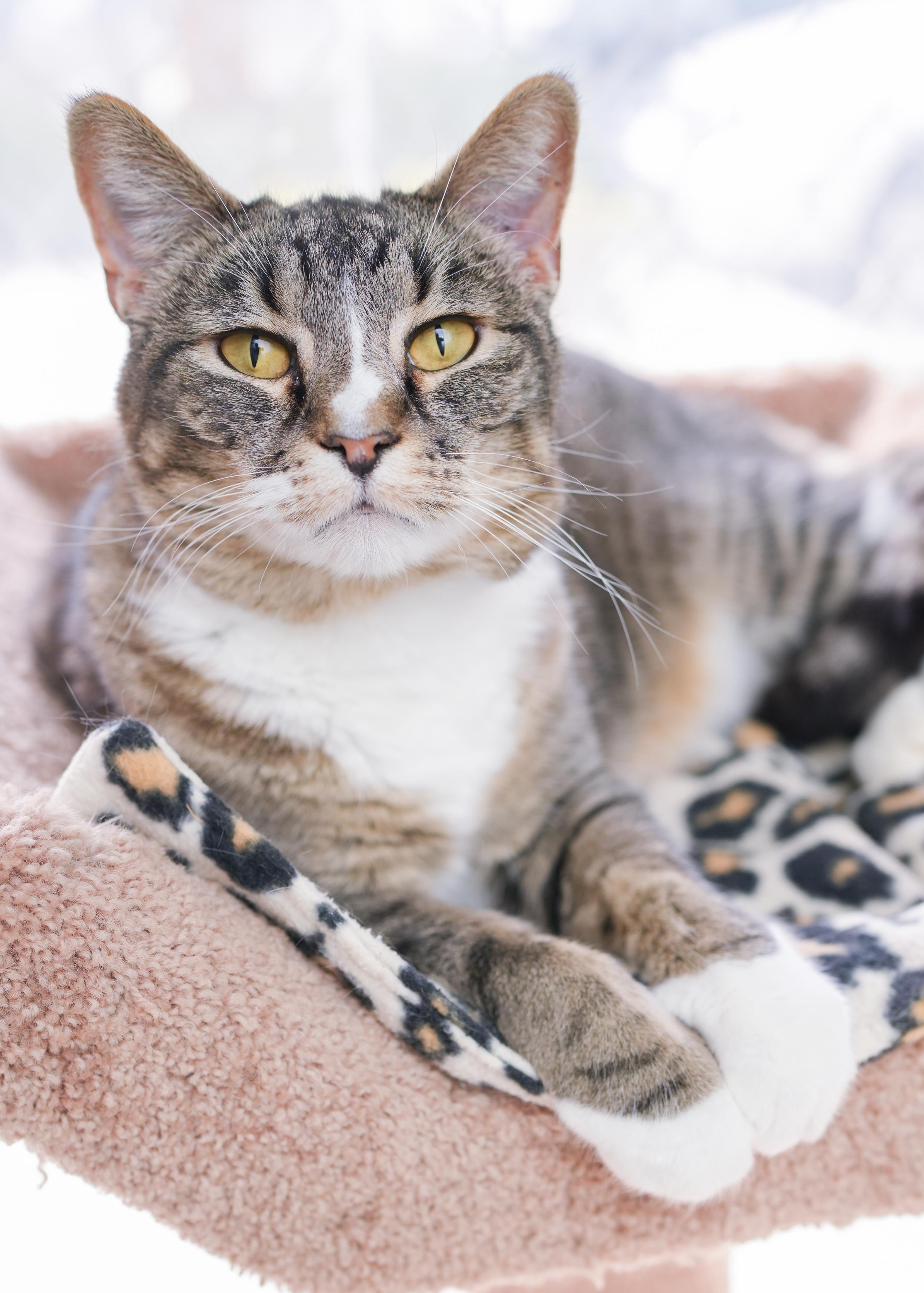 Enlarge Maynard, a ADOPTABLE Domestic Short Hair in Boise, ID image 1/3