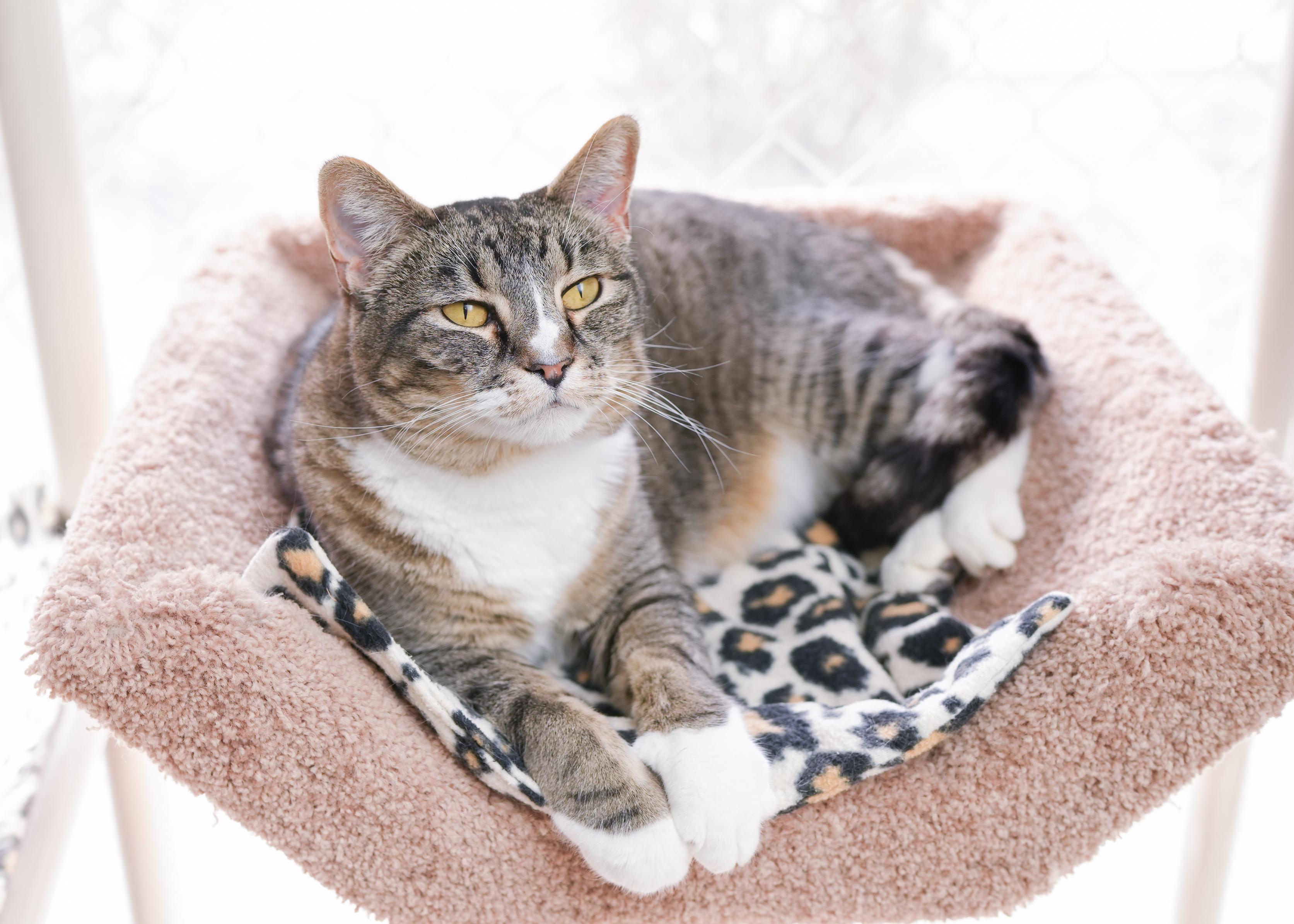 Enlarge Maynard, a ADOPTABLE Domestic Short Hair in Boise, ID image 2/3