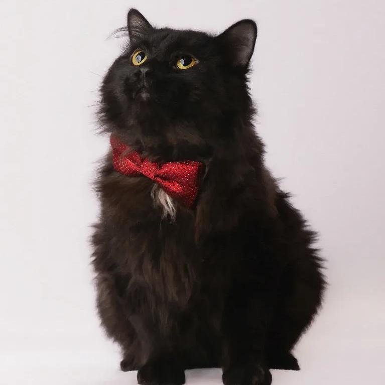 Zorro, adoptable, Adult Male Domestic Medium Hair.
