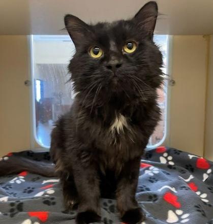 Enlarge Zorro, an adoptable Domestic Medium Hair in Rochester, MN image 2/2