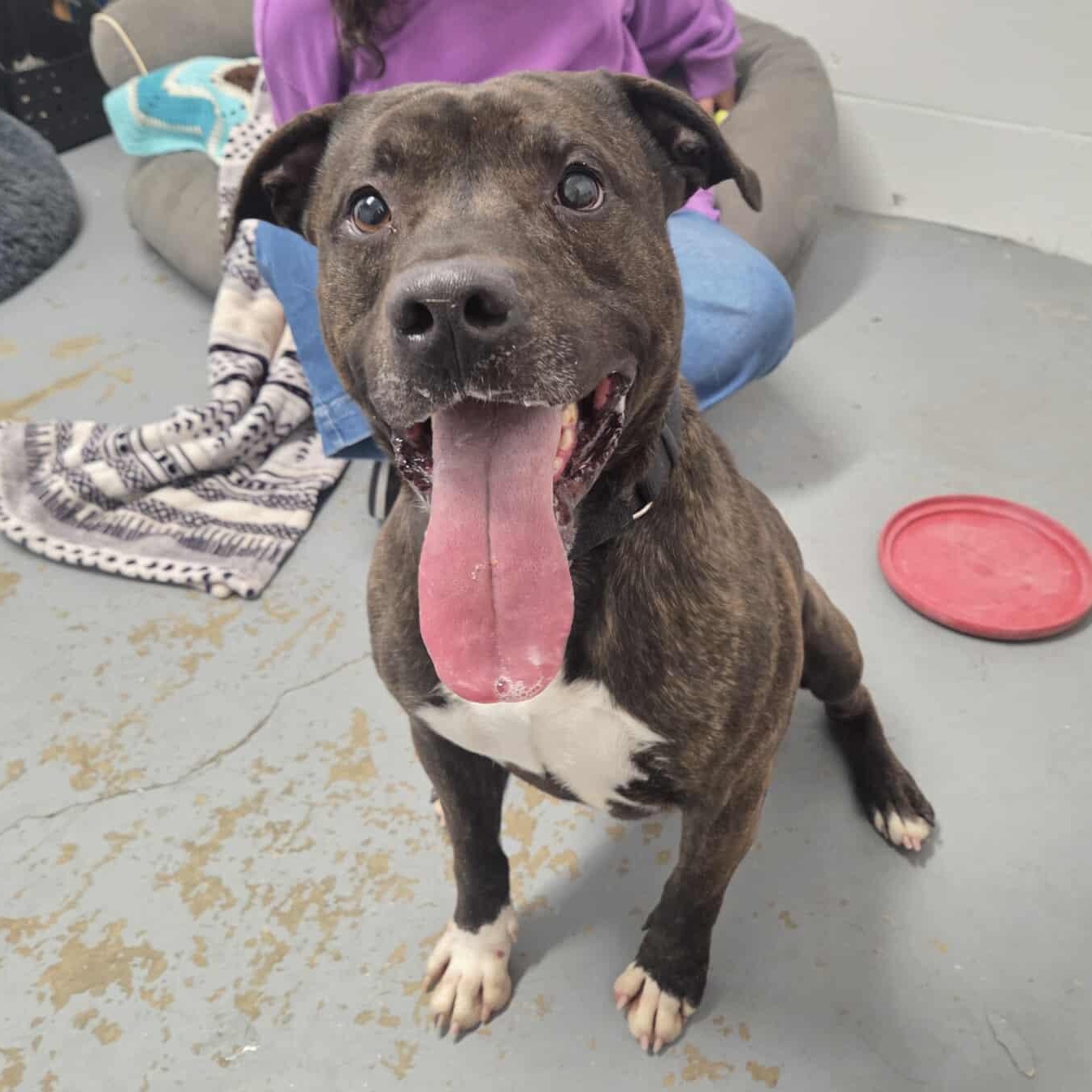 Enlarge Free, an adopted mixed breed in Harrodsburg, KY image 1/6