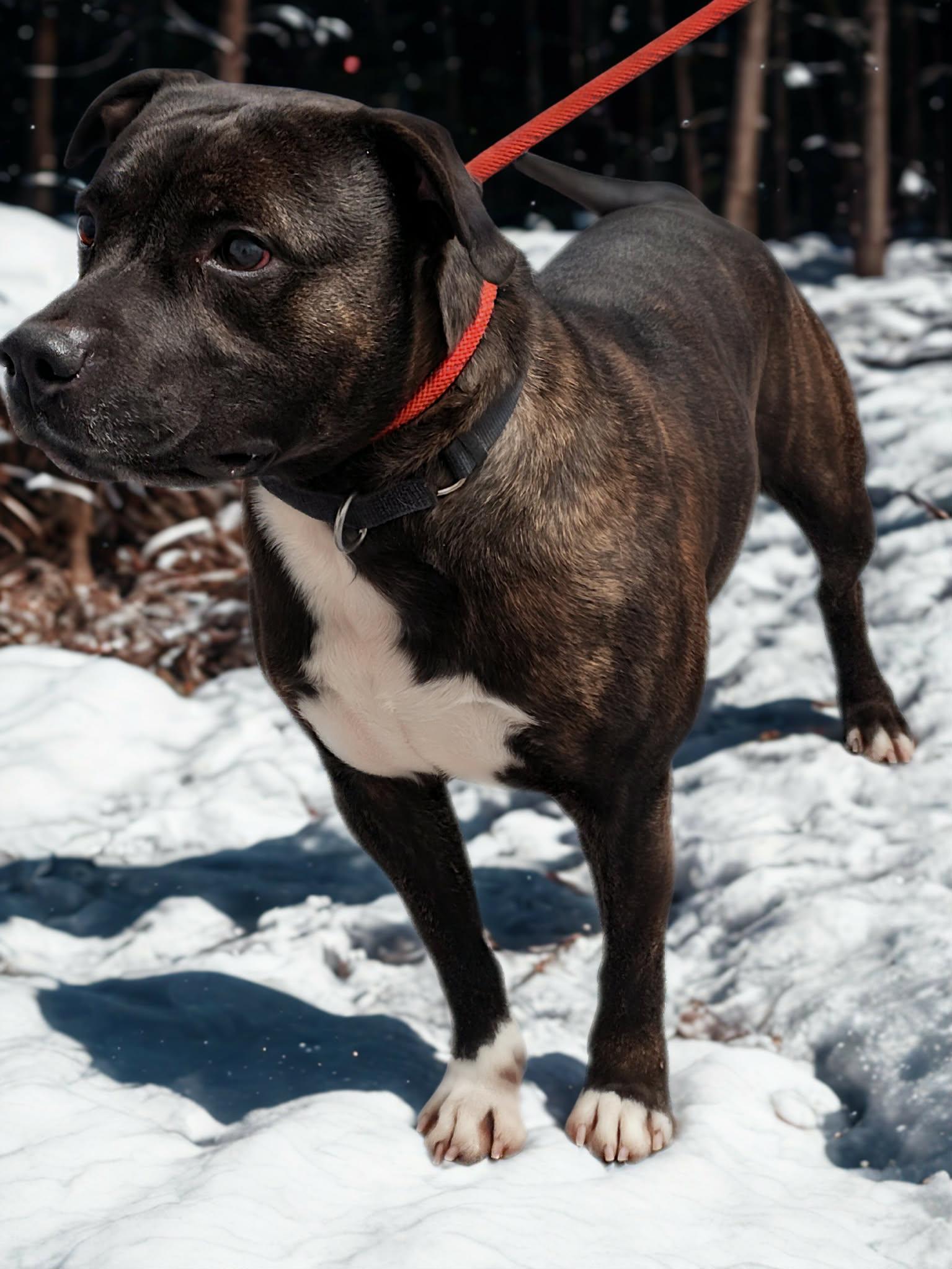 Free, ADOPTABLE, Adult Male Pit Bull Terrier.