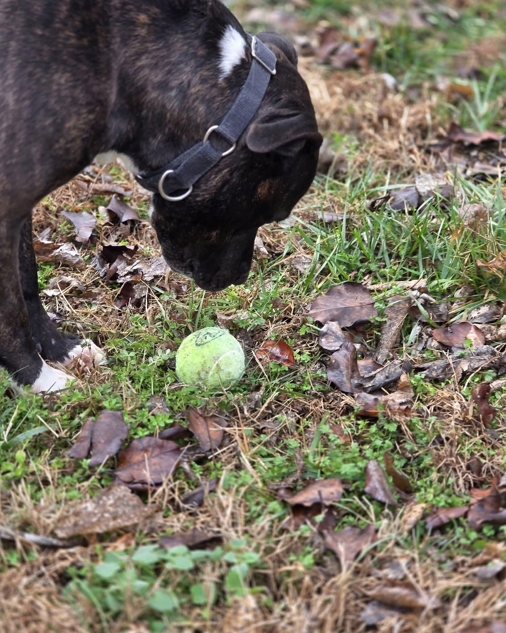 Enlarge Free, an adopted mixed breed in Harrodsburg, KY image 4/6