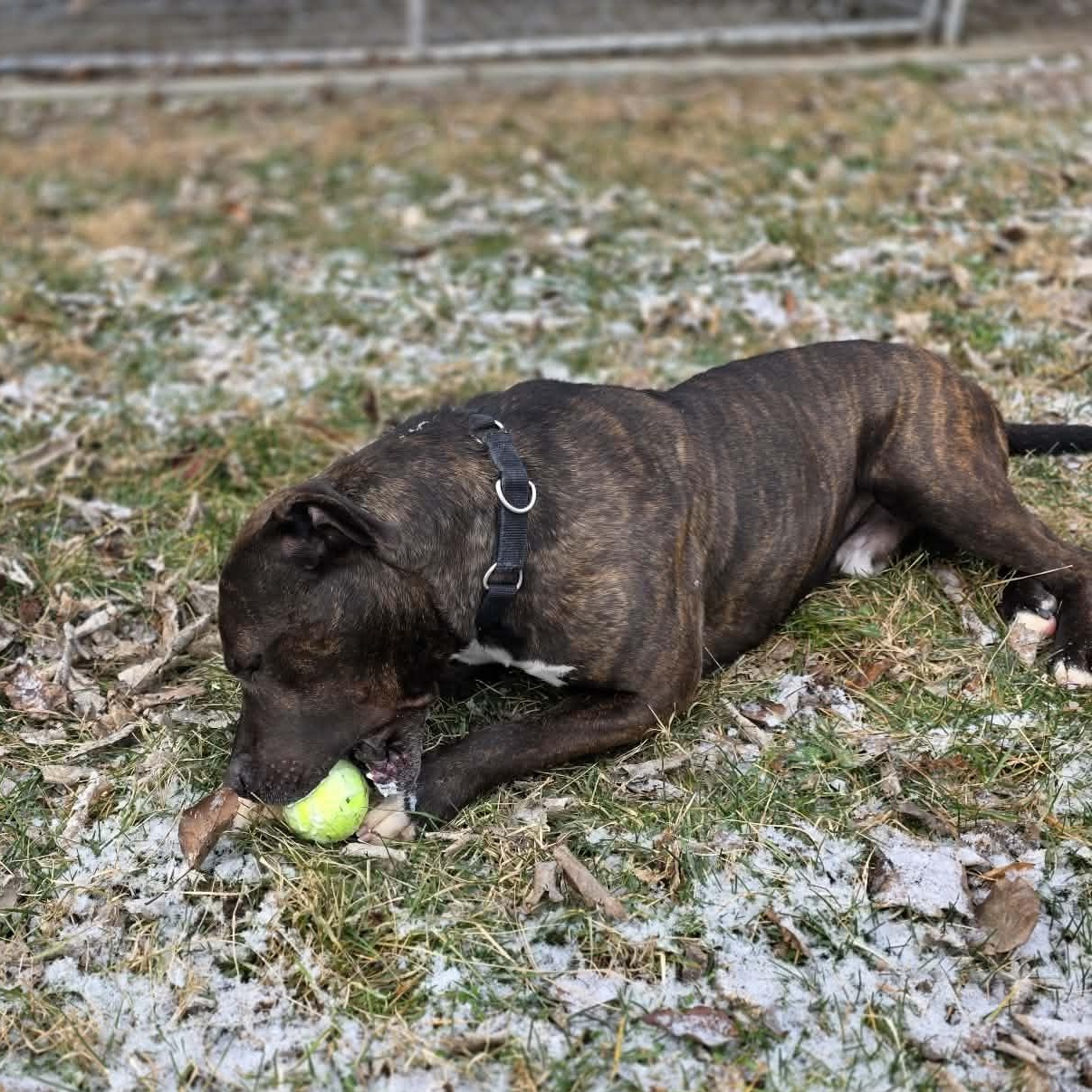 Enlarge Free, an adopted mixed breed in Harrodsburg, KY image 6/6