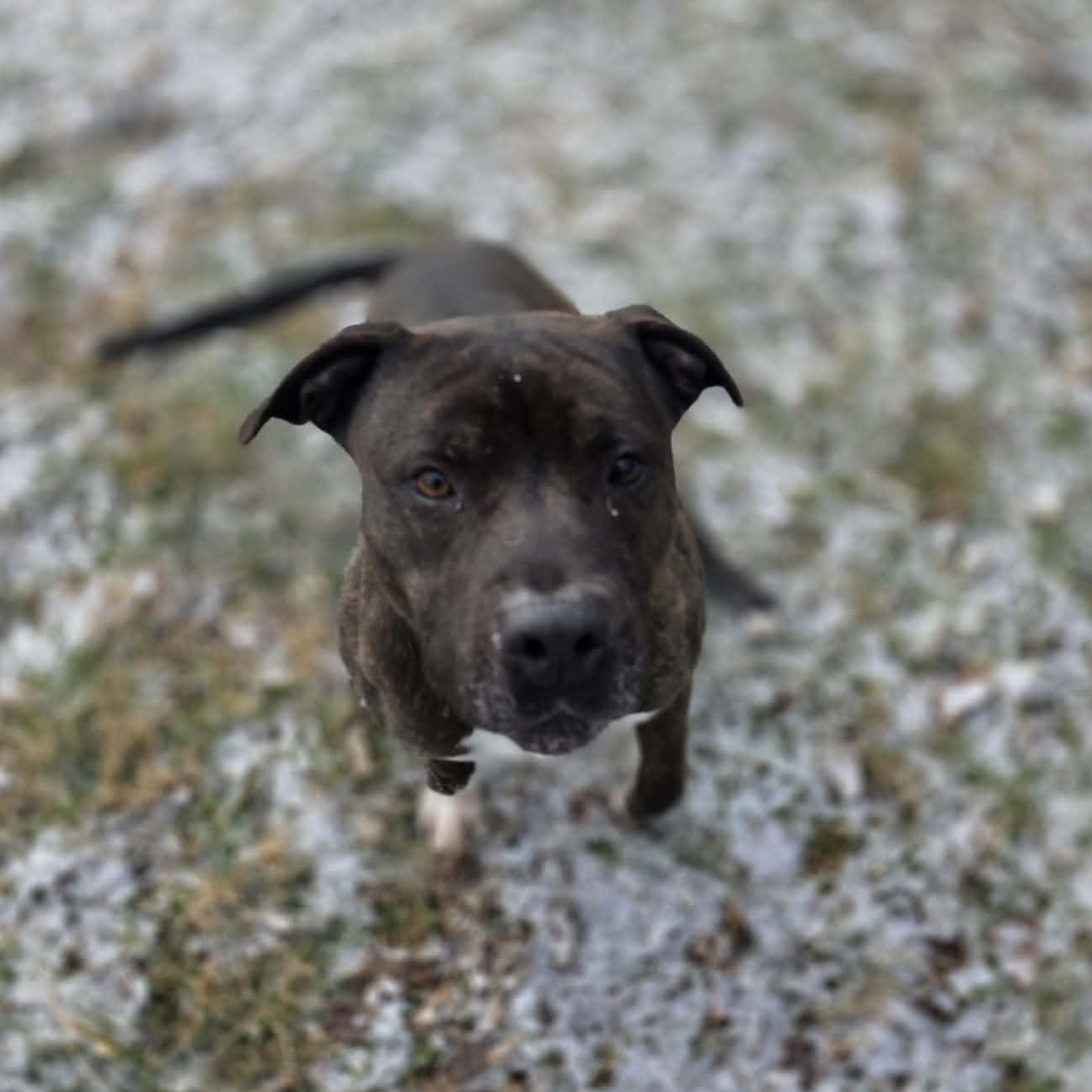 Enlarge Free, an adopted mixed breed in Harrodsburg, KY image 5/6