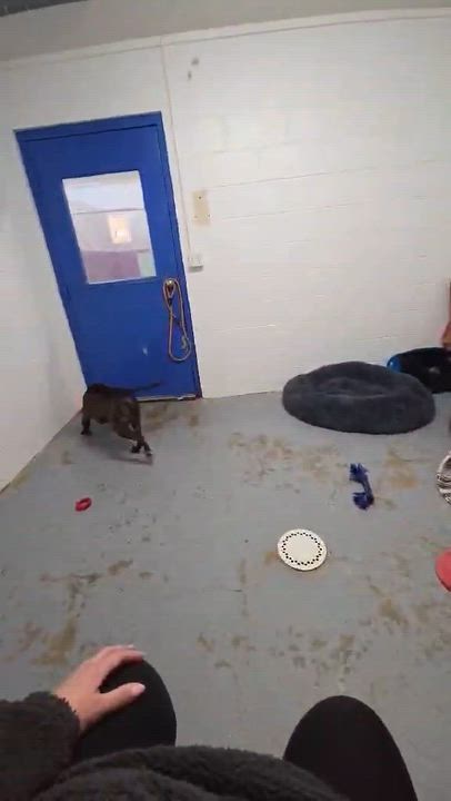 Enlarge Free, an adopted mixed breed in Harrodsburg, KY video 3/6