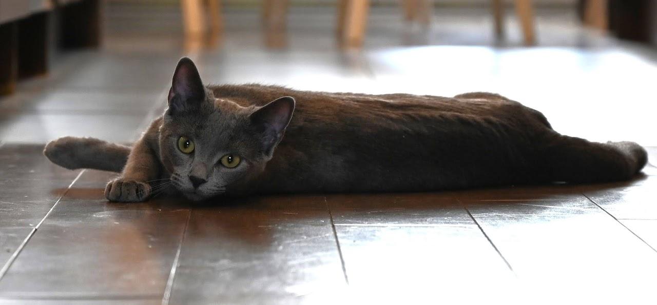 Enlarge Jany & Pebble, a Adopted Domestic Short Hair in Montreal-Nord, QC image 1/6