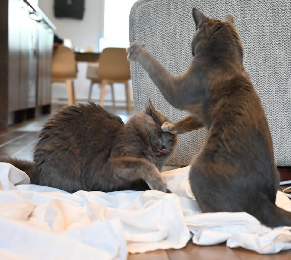 Enlarge Jany & Pebble, a Adopted Domestic Short Hair in Montreal-Nord, QC image 2/6