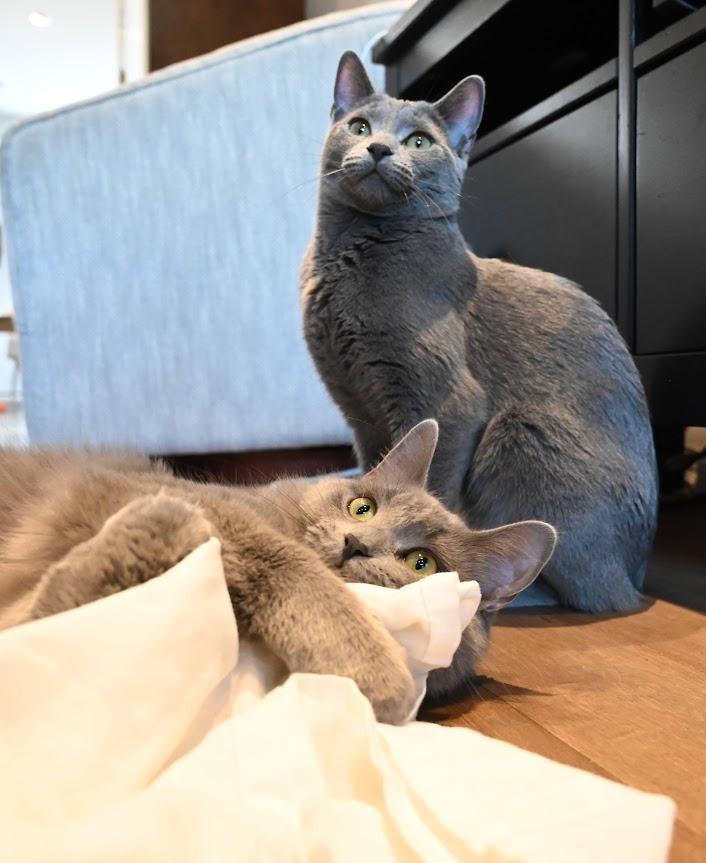 Enlarge Jany & Pebble, a Adopted Domestic Short Hair in Montreal-Nord, QC image 3/6