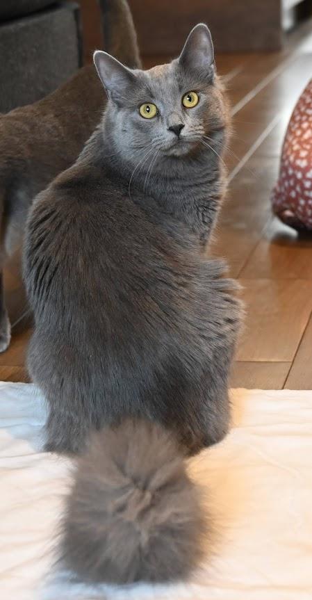 Enlarge Jany & Pebble, a Adopted Domestic Short Hair in Montreal-Nord, QC image 4/6