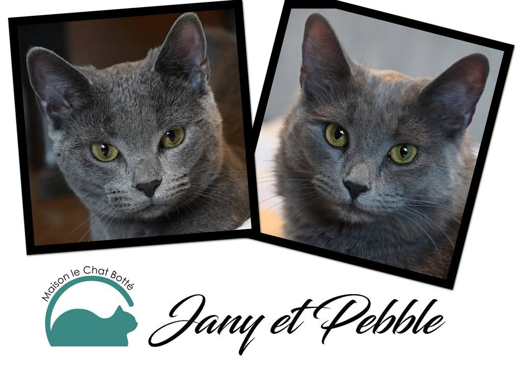 Enlarge Jany & Pebble, a Adopted Domestic Short Hair in Montreal-Nord, QC image 5/6