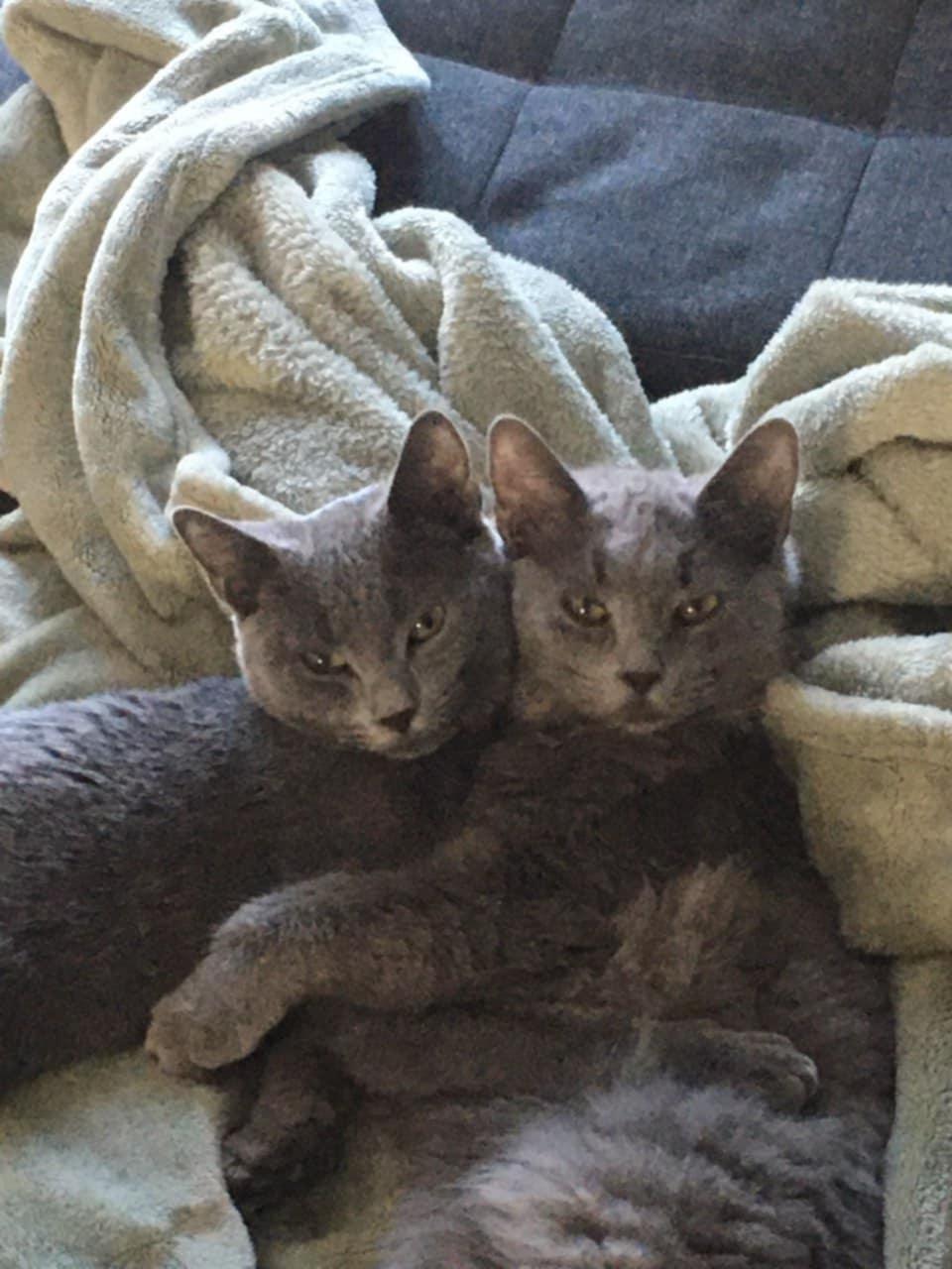 Enlarge Jany & Pebble, a Adopted Domestic Short Hair in Montreal-Nord, QC image 6/6